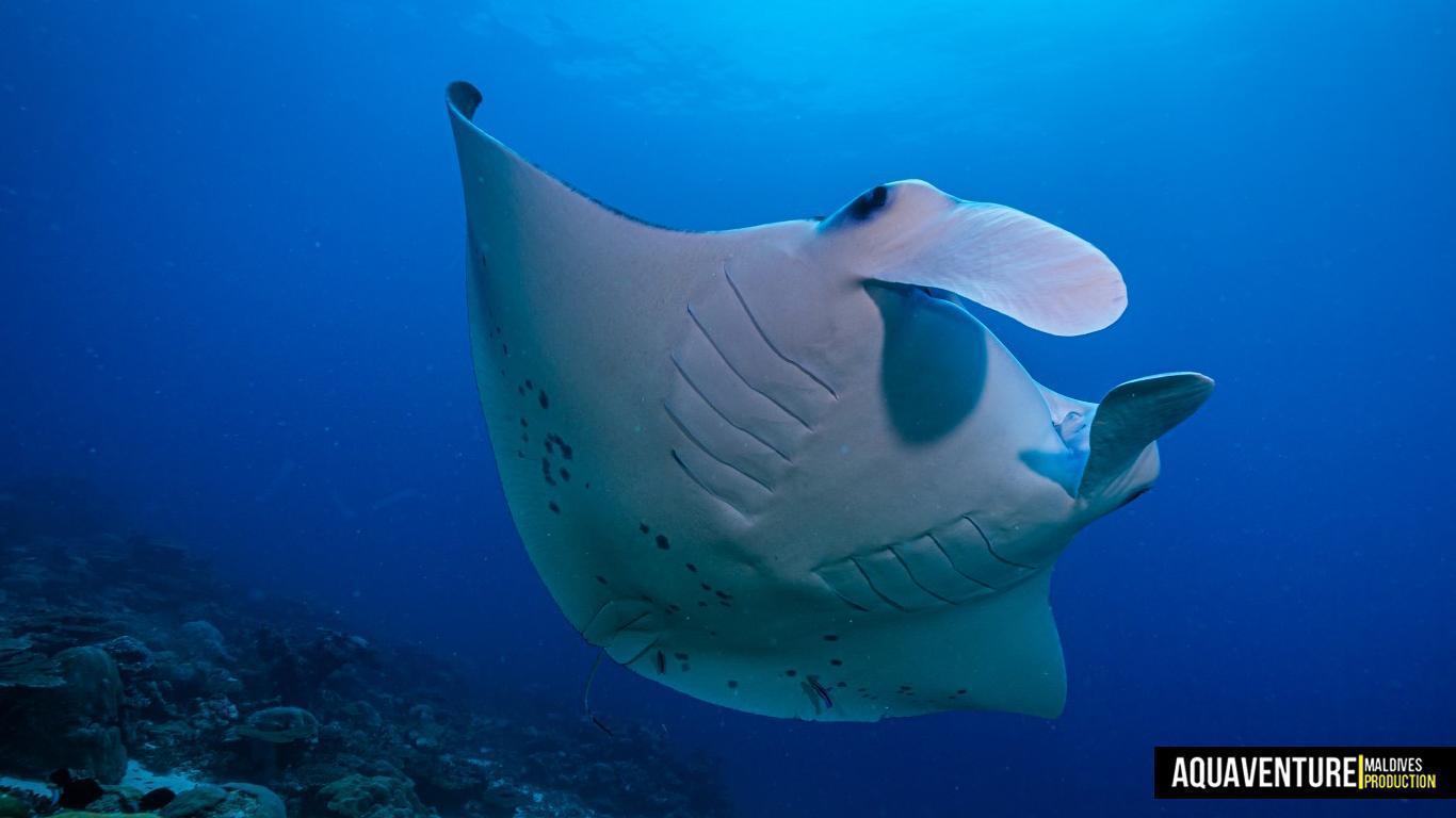 Aquaventure - Addu Reef (47)