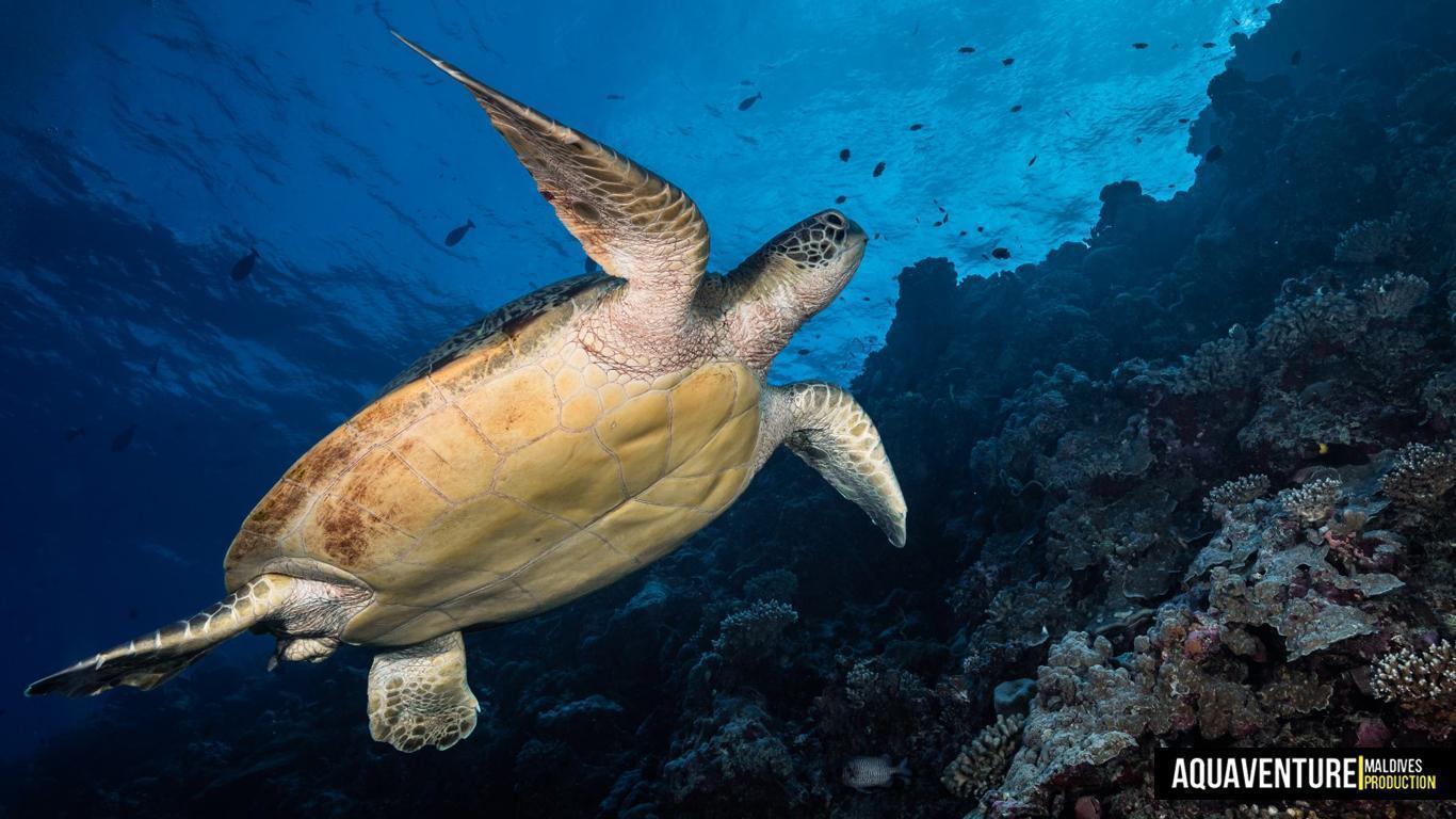 Aquaventure - Addu Reef (48)