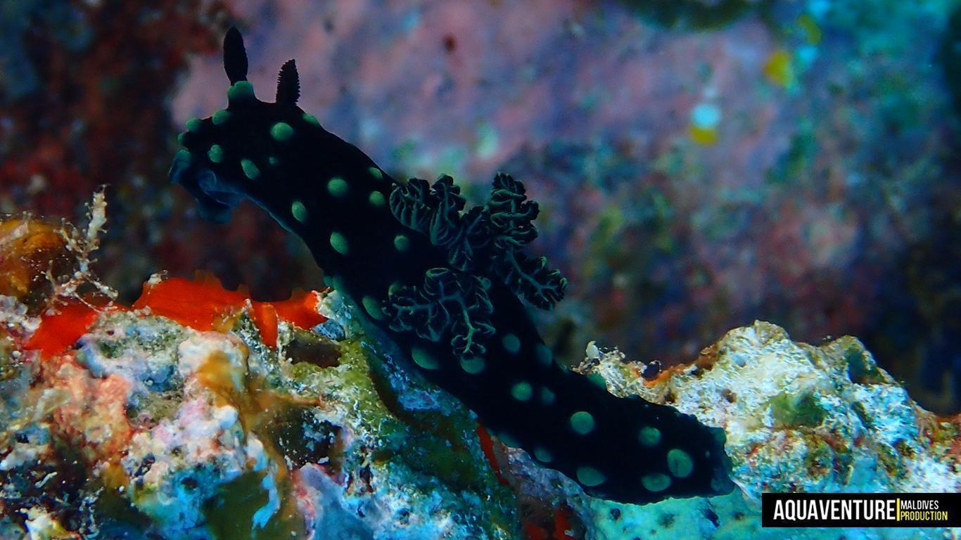 Aquaventure Photos - Addu - Macro (9)