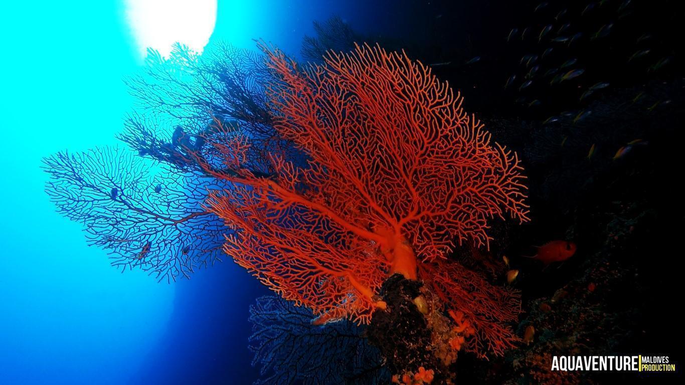 Aquaventure Photos - Addu - Maldives (16)