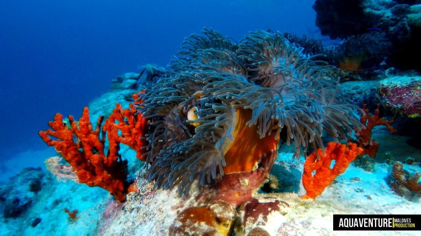 Aquaventure Photos - Addu - Maldives (30)