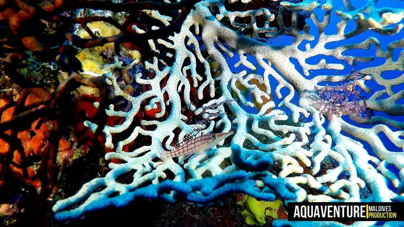 Aquaventure Photos - Addu - Maldives (33)