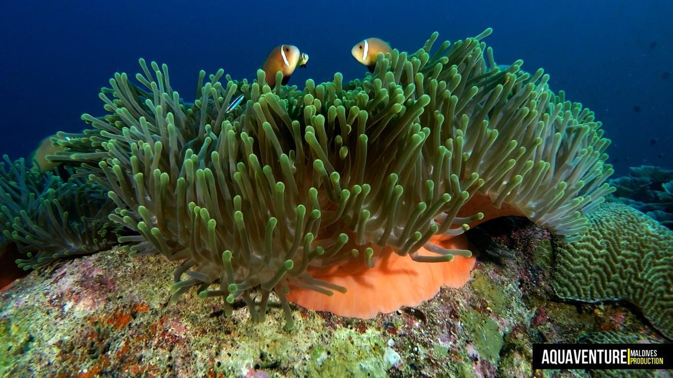 Aquaventure Photos - Addu - Maldives (5)